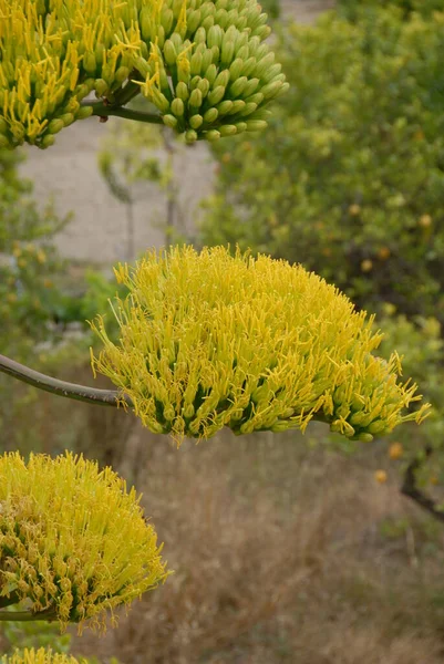 Fogliame Agave Flora Arborea — Foto Stock