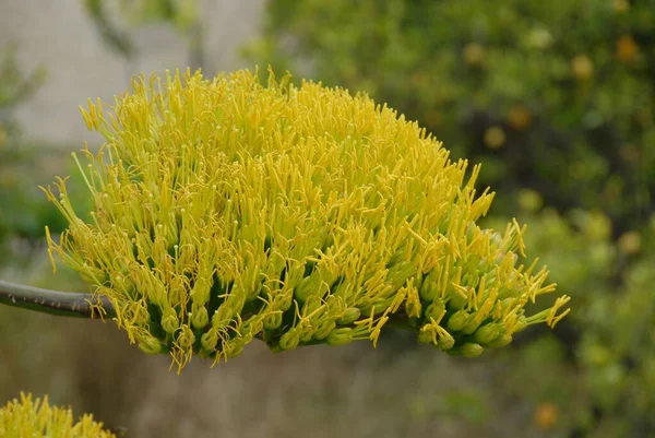 Fogliame Agave Flora Arborea — Foto Stock