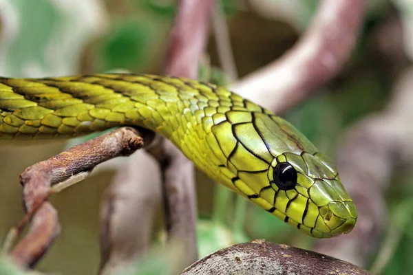 Зеленая Мамба Зеленая Змея Рептилия — стоковое фото