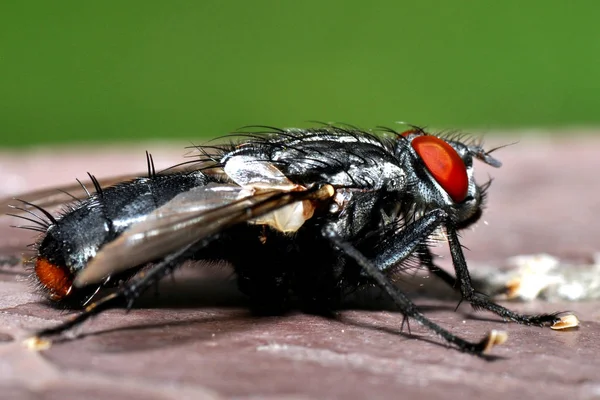 Mosca Tavolo Legno — Foto Stock