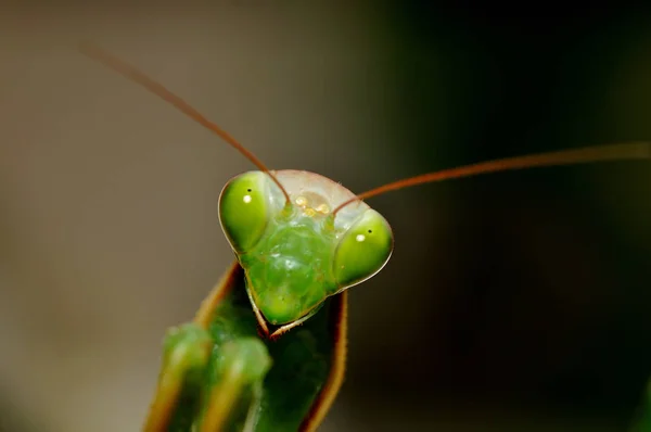 Mantis Insecten Prooiwants — Stockfoto