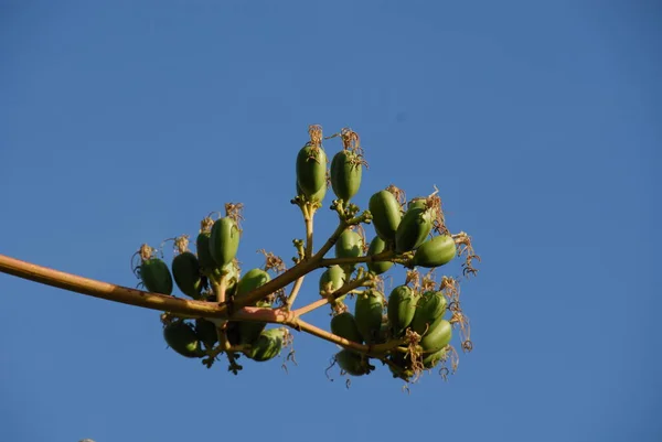 Une Branche Poirier Avec Une Jeune Plante — Photo