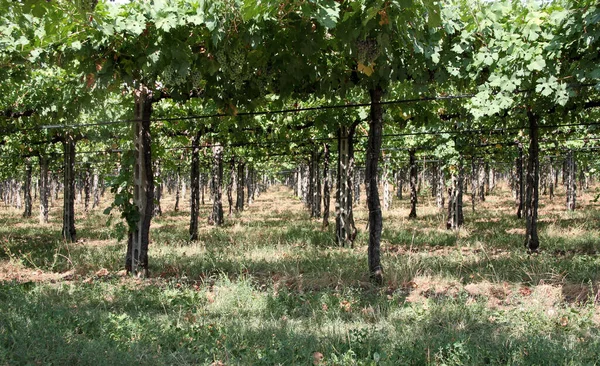 Agriculture Foliage Grape Vine — Stock Photo, Image