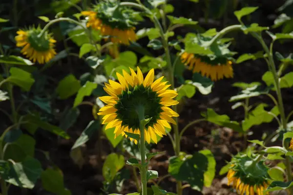 Tournesols Sur Terrain — Photo