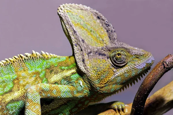 Jemen Chameleon Chamaeleo Calyptratus — Stock fotografie