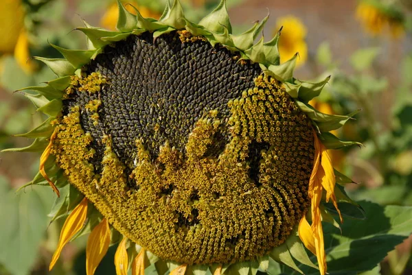 Sunflowers Field — Stock Photo, Image