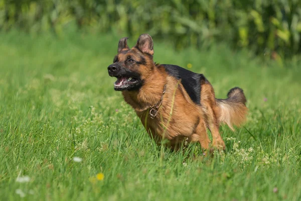 Schäferhund Mit Vollgas Auf Einer Wiese — Stockfoto