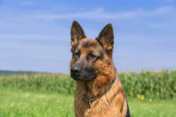 Portrait German Shepherd Sits Meadow — Stock Photo, Image