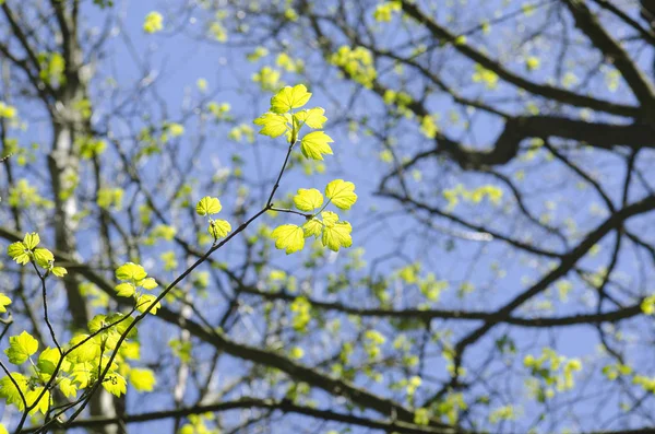 Sycamore Maple Acer Pseudoplatanus 아래에서 — 스톡 사진