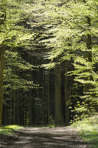 Sendero Para Caminar Bosque Hayas Primavera — Foto de Stock