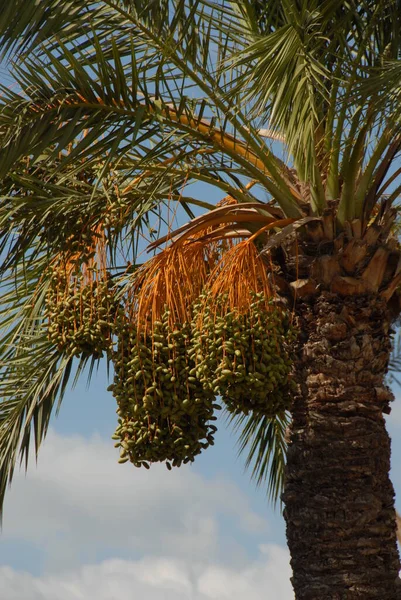 蓝天棕榈树 — 图库照片