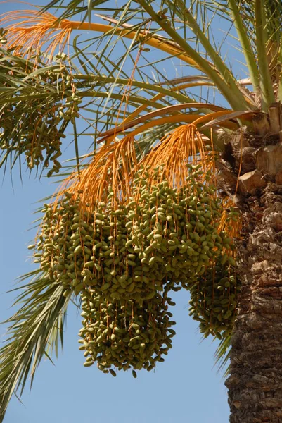 Palmeira Com Fruta Madura — Fotografia de Stock