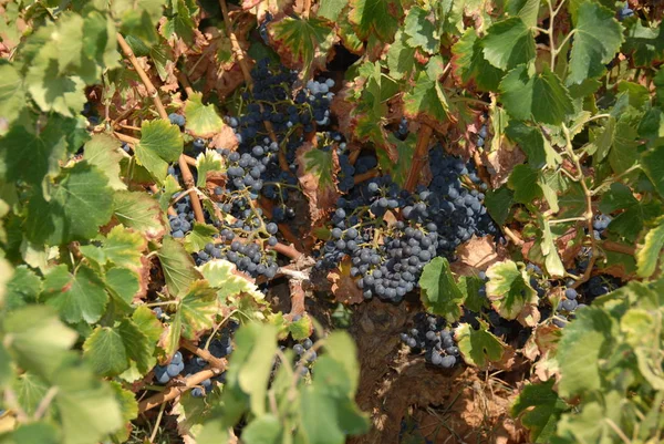 Вино Виноградном Трабене — стоковое фото