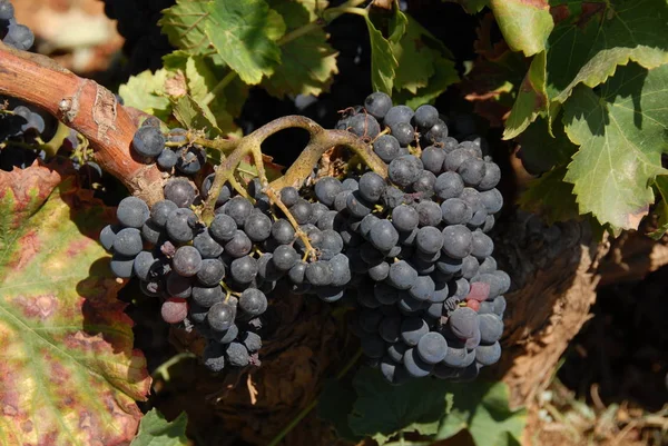Wine Traben Vine — Stock Photo, Image