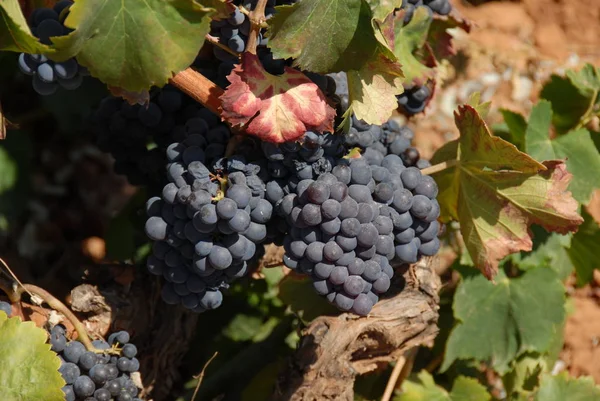 Trabajo Del Vino Vid — Foto de Stock