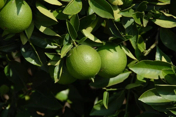 Oranges Tree Испания — стоковое фото