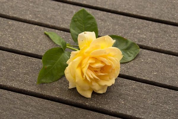 Ботаническая Флора Лепестки Цветов Роз — стоковое фото