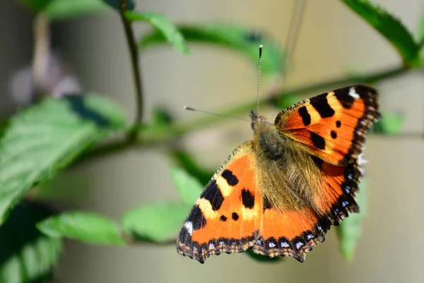 Pequena Raposa Borboleta Lepidoptera — Fotografia de Stock