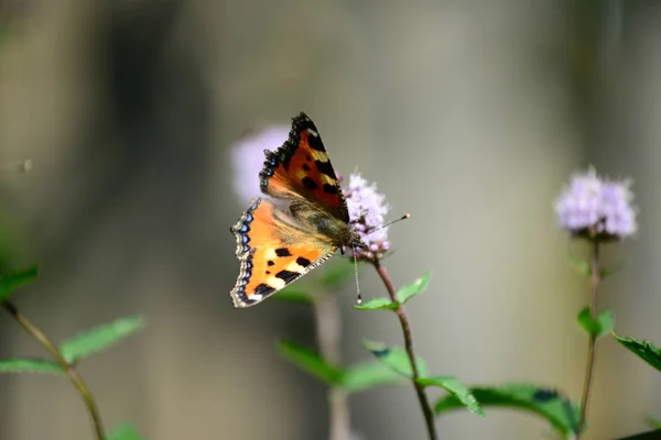 Mały Lis Motyl Lepidoptera — Zdjęcie stockowe