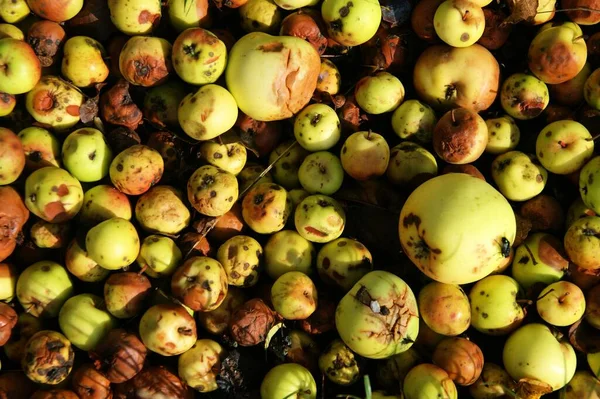 Comida Vegetariana Enfoque Selectivo — Foto de Stock