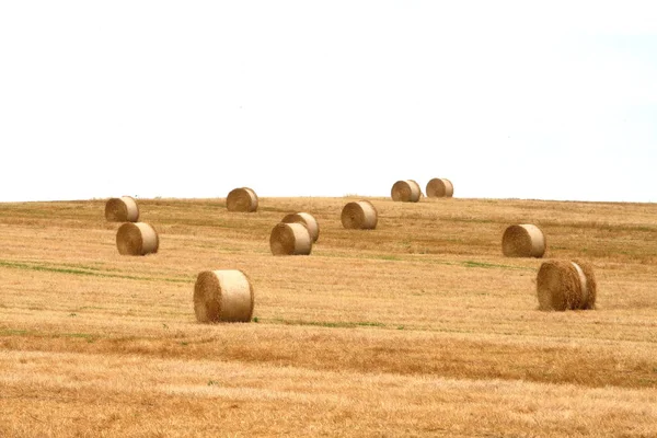 Campo Agrícola Com Fardos Palha — Fotografia de Stock