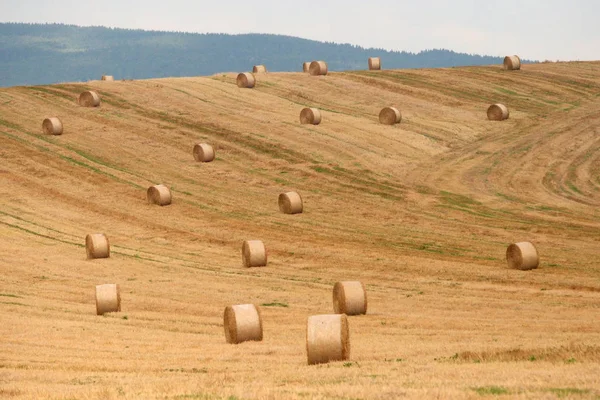 Mezőgazdasági Terület Szalmabálákkal — Stock Fotó