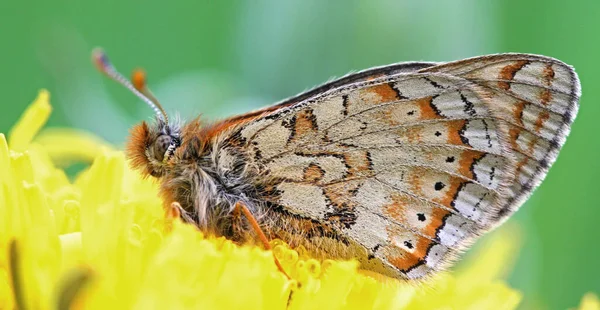 Close Borboleta Exótica Conceito Loucura — Fotografia de Stock