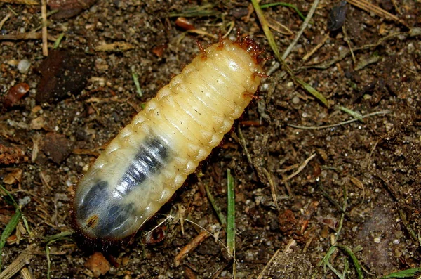 Larva Rose Beetle — Stock Photo, Image