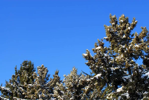 Tops Fir Pine Trees Covered Snow Clear Blue Sky — Stock Photo, Image