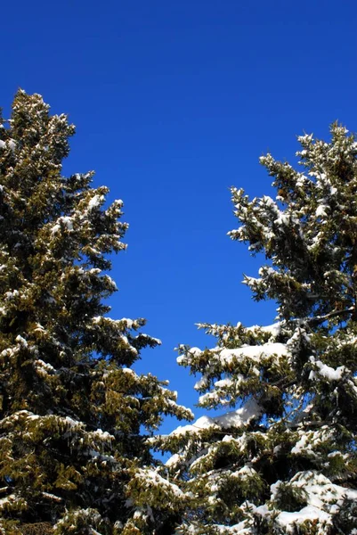 雪に覆われたモミや松の木の上が真っ青な空に対して空のスペースで真ん中に — ストック写真