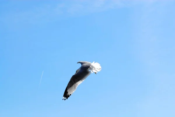 Vliegende Meeuw Met Uitgestrekte Vleugels Tegen Blauwe Lucht — Stockfoto