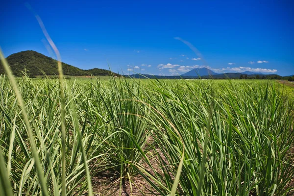 Escenario Paisaje Natural Amplio Campo Verde Bajo Cielo Azul Claro — Foto de Stock