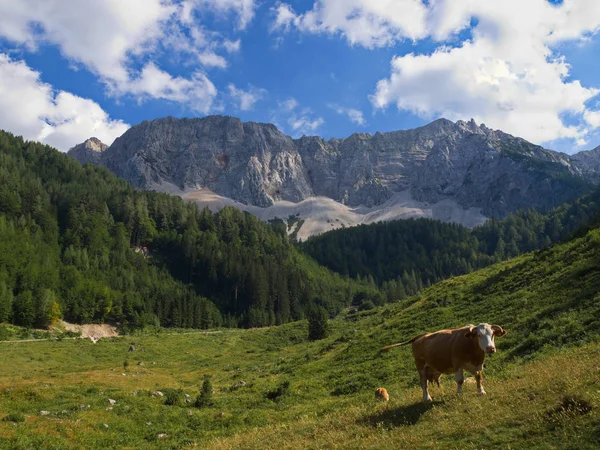 Koschuta Fal Karavanke Dél Karintia — Stock Fotó