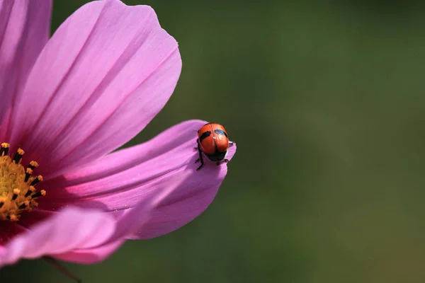 野生の自然界での虫の接近 — ストック写真