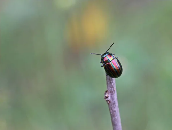 Escarabajo Hoja Arco Iris Chrysolina Cerealis Sobre Hierba — Foto de Stock
