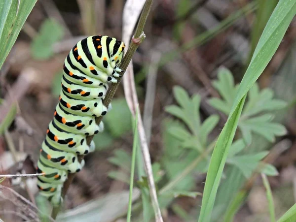 Caterpillar Insect Small Worm — Stock Photo, Image