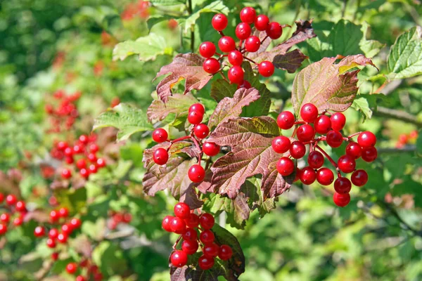 Viburnum Opulus Viburnum Opulus — Stock Fotó