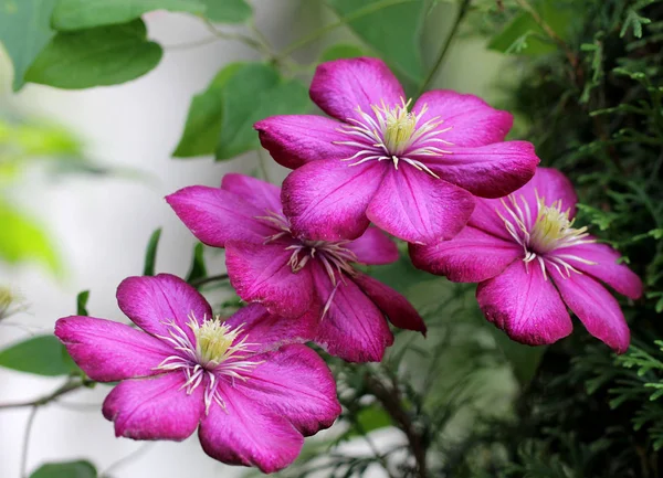 Roze Bloemen Tuin — Stockfoto