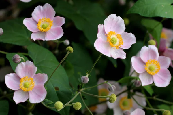 Mooie Bloeiende Anemoon Bloemen — Stockfoto