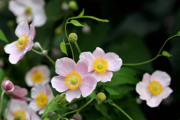 Beautiful Blooming Anemone Flowers — Stock Photo, Image