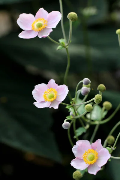 Beautiful Blooming Anemone Flowers — Stock Photo, Image