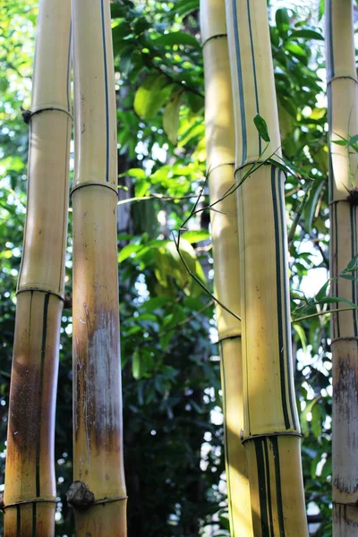 Green Bamboo Trees Flora Foliage — Stock Photo, Image