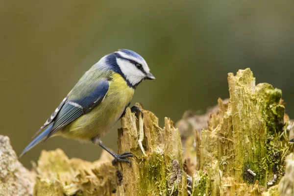 Pimpelmees Cyanistes Caeruleus — Stockfoto