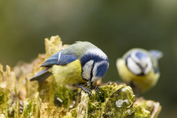 Blaumeisen Cyanistes Caeruleus — Stockfoto