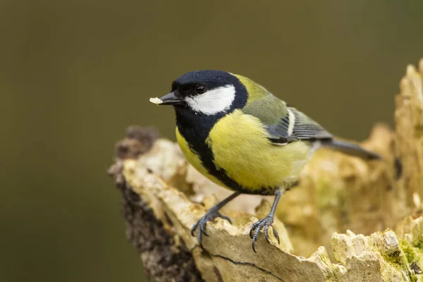 Μεγάλη Tit Parus Μεγάλες — Φωτογραφία Αρχείου