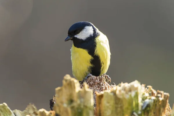 Gran Teta Parus Major — Foto de Stock