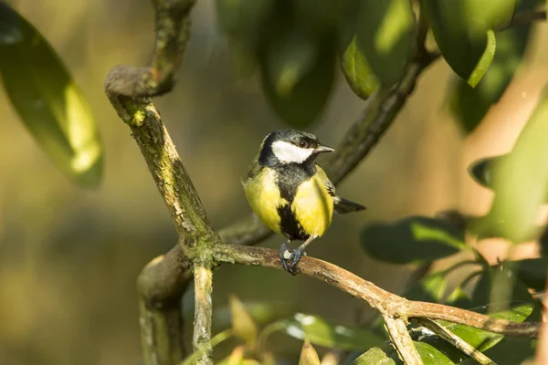 Büyük Baştankara Parus Büyük — Stok fotoğraf