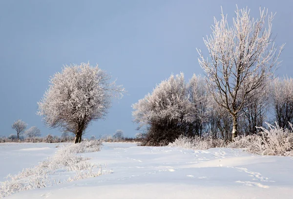 Vitt Snölandskap Schleswig Holstein — Stockfoto