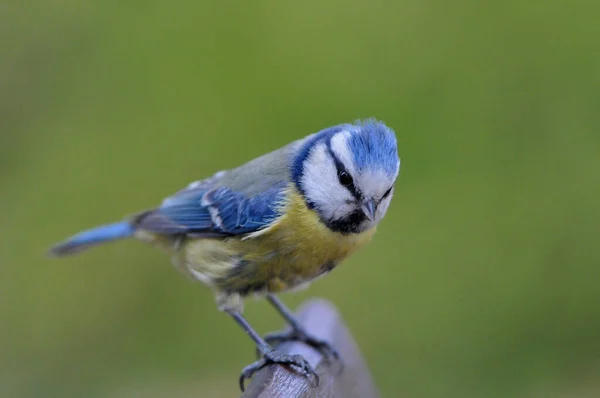 Malebný Pohled Krásné Kozičky Ptáka — Stock fotografie