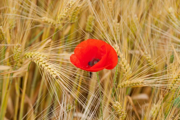 Rote Mohnblumen Auf Dem Maisfeld — Stockfoto
